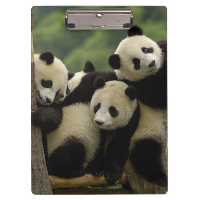 Porte-bloc Bébés panda géant (Ailuropoda melanoleuca) (Devant)