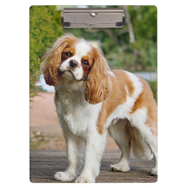 Porte-bloc Blenheim Cavalier King Charles Spaniel Chien (Devant)