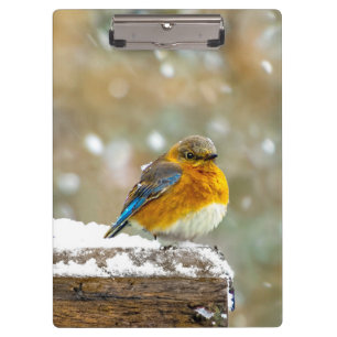 Porte-bloc Bleuet de l'Est en neige - Photo originale