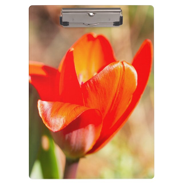 Porte-bloc Blossom de la tulipe rouge (Devant)