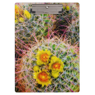 Porte-bloc Cactus tonneau en gros plan, Californie