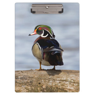 Porte-bloc Canard branchu mâle sur une bûche dans une zone hu