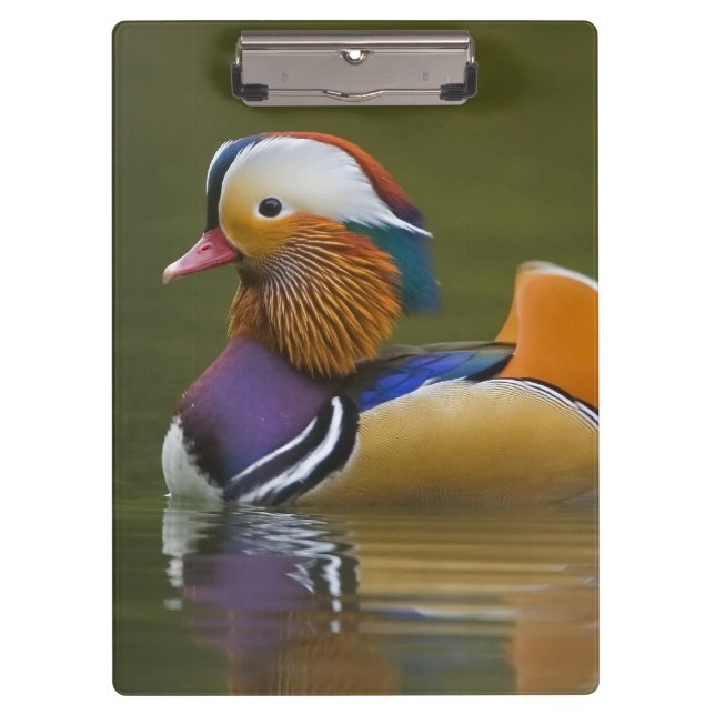 Porte-bloc Canard mandarin sauvage Aix galericulata) sur fond (Devant)