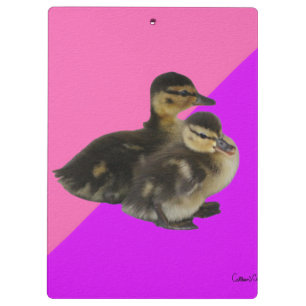 Porte-bloc Canetons sur framboise rose et sorbet violet