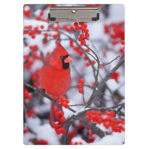 Porte-bloc Cardinal rouge mâle, Hiver, IL
