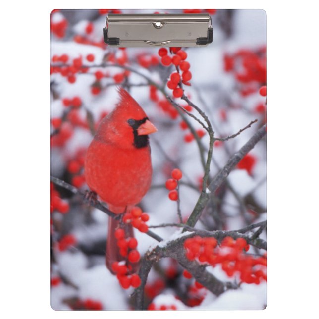 Porte-bloc Cardinal rouge mâle, Hiver, IL (Devant)