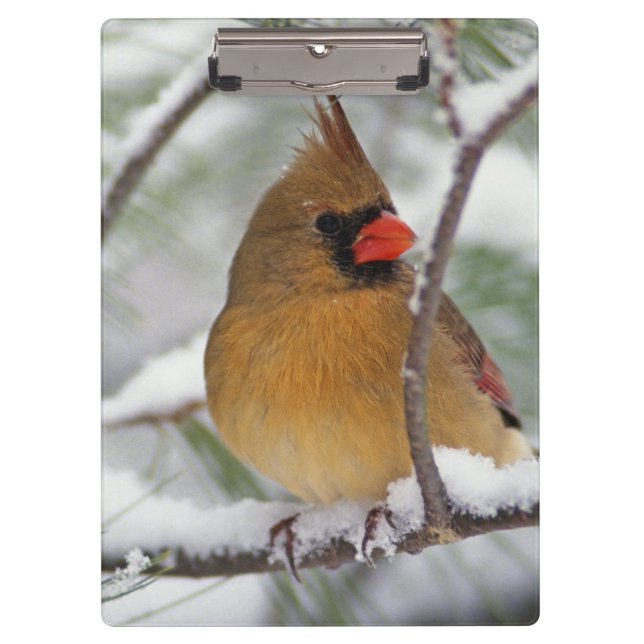 Porte-bloc Cardinalis femelle dans un pin enneigé, (Devant)