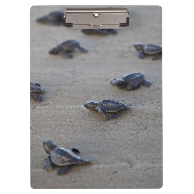 Porte-bloc Central America, El Salvador, Pacific Ocean (Devant)