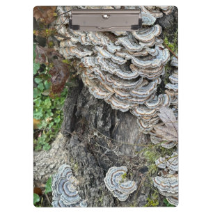 Porte-bloc "Champignons de queue de Turquie"