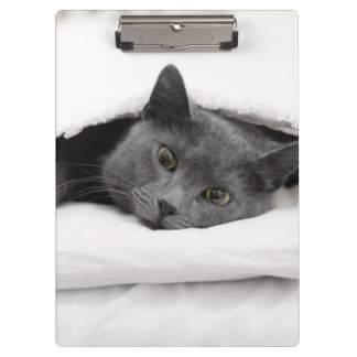 Porte-bloc Chat gris sous la couverture blanche