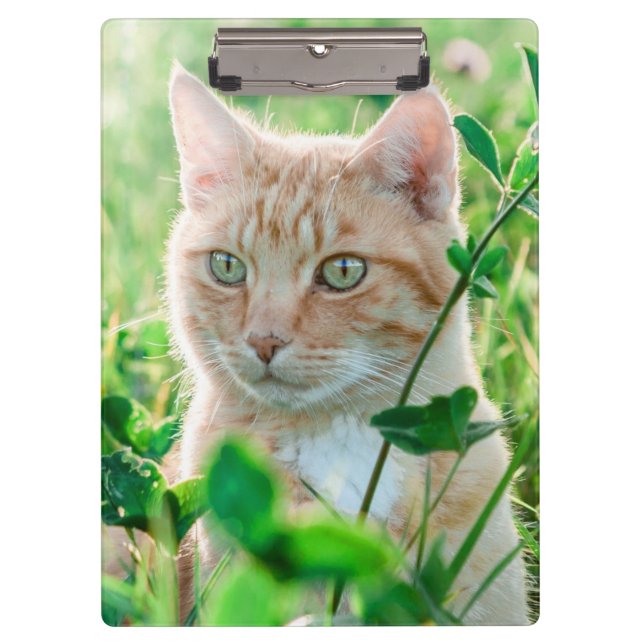 Porte-bloc Chat roux aux yeux verts dans l'herbe (Devant)