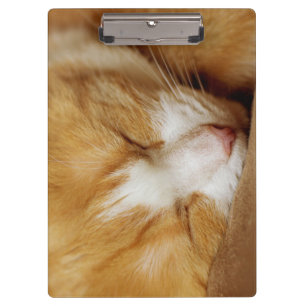 Porte-bloc Chaton couchant