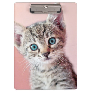 Porte-bloc Chaton mignon avec les yeux bleus