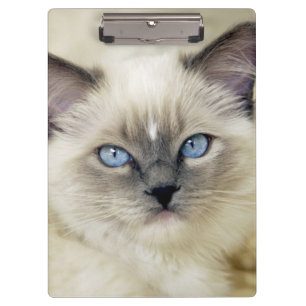 Porte-bloc chaton Ragdoll
