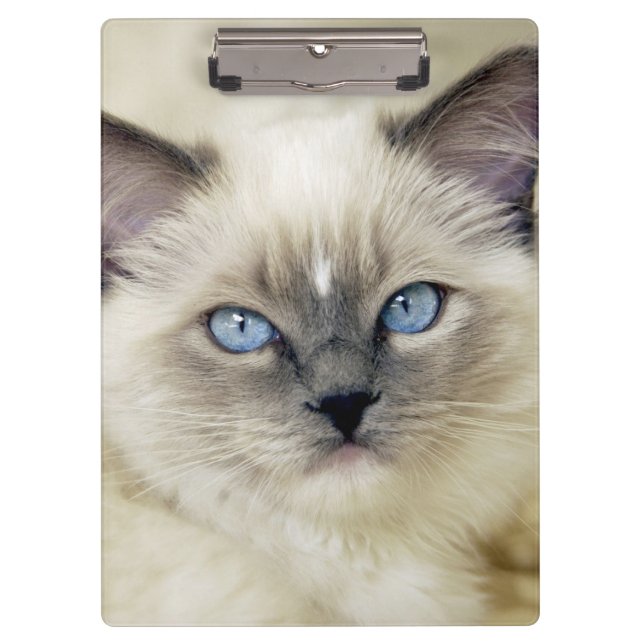 Porte-bloc Chaton Ragdoll (Devant)
