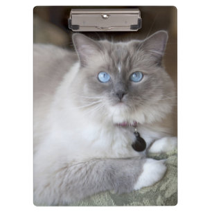 Porte-bloc Chatte Ragdoll