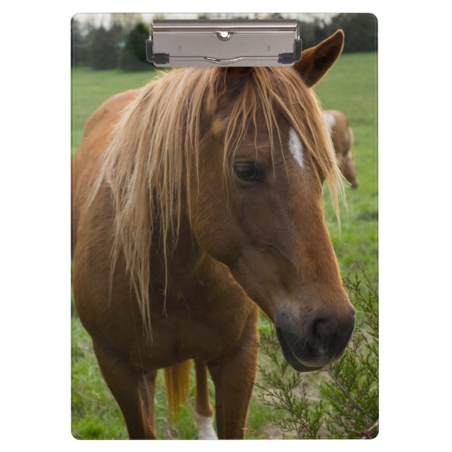 Porte-bloc Cheval Bonjour (Devant)