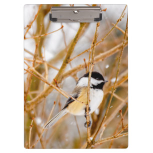 Porte-bloc Chickadee au plafond noir - Photo originale