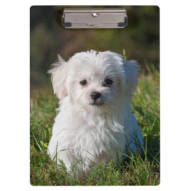 Porte-bloc Chien de chiot maltais blanc farci (Devant)
