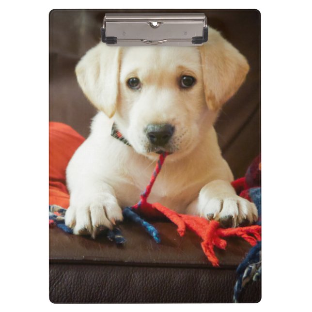 Porte-bloc Chiot des images | de Getty sur un sofa (Devant)