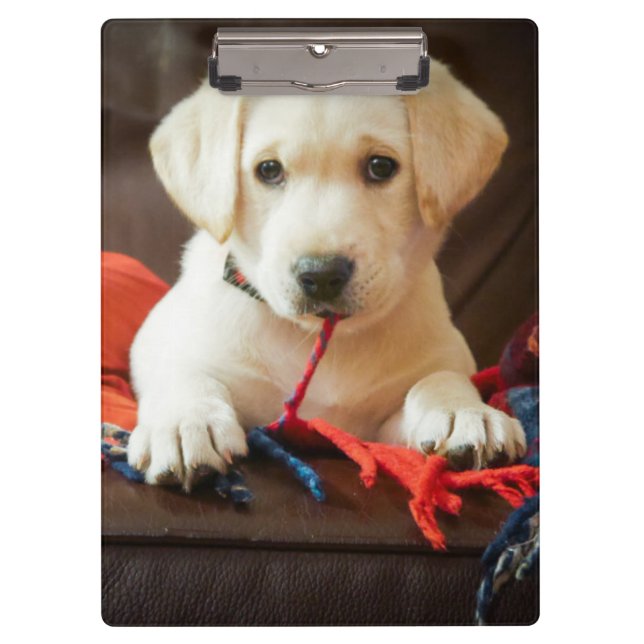 Porte-bloc Chiot des images | de Getty sur un sofa (Devant)
