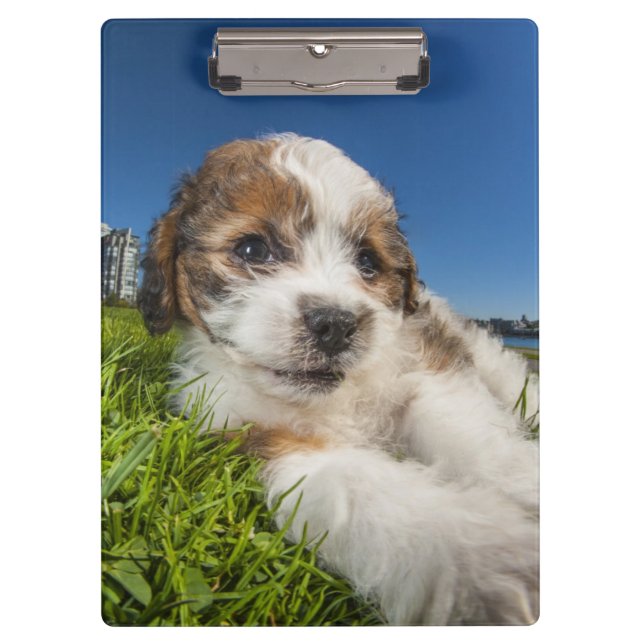 Porte-bloc Chiot mignon (Shitzu) (Devant)