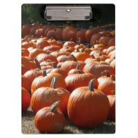 Citrouille Patch Automne Harvest Photographie