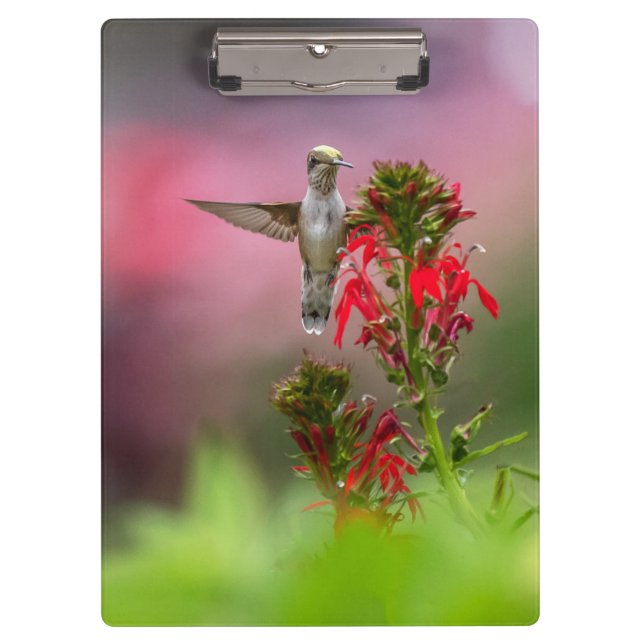 Porte-bloc Colibri Et Fleur Cardinale (Devant)