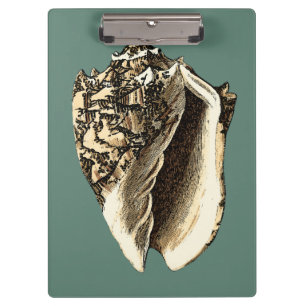 Porte-bloc Conque turquoise Shell