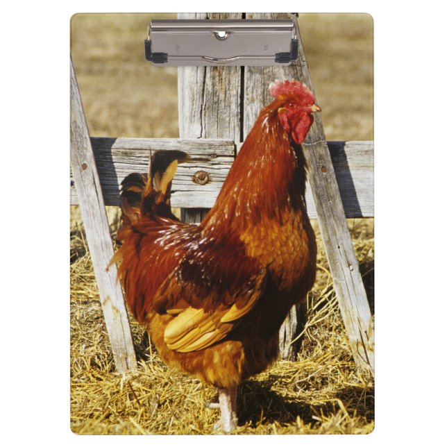 Porte-bloc Coq Rhode Island Red (Devant)