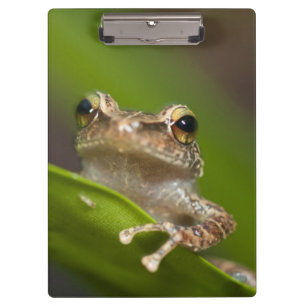 Porte-bloc Coqui commun, Eleutherodactylus coqui