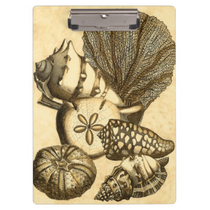 Porte-bloc Coquilles neutres et collection de corail