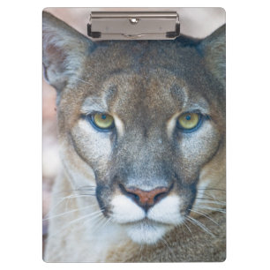 Porte-bloc Cougar, lion de montagne, panthère de Floride, Pum