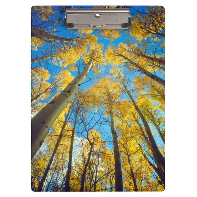 Porte-bloc Couleurs d'automne des arbres d'Aspen 2 (Devant)