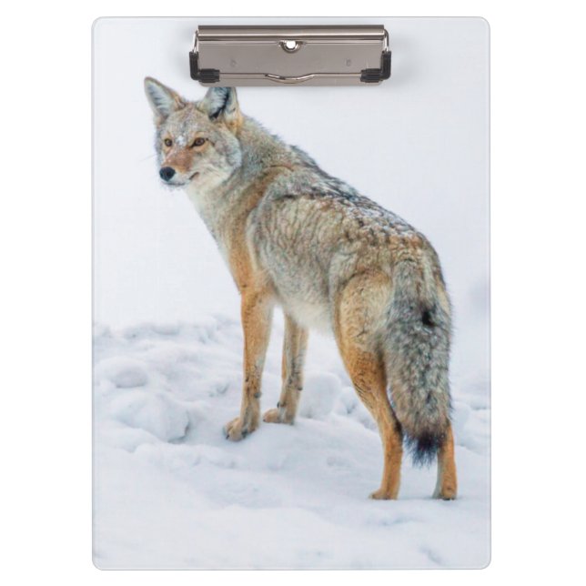 Porte-bloc Coyote aux aguets dans la neige (Devant)