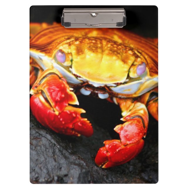 Porte-bloc Crabe de Galapagos (Devant)
