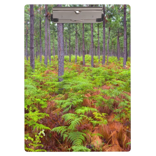 Porte-bloc Croissance de la peau commune (Pteridium Aquilinum (Devant)