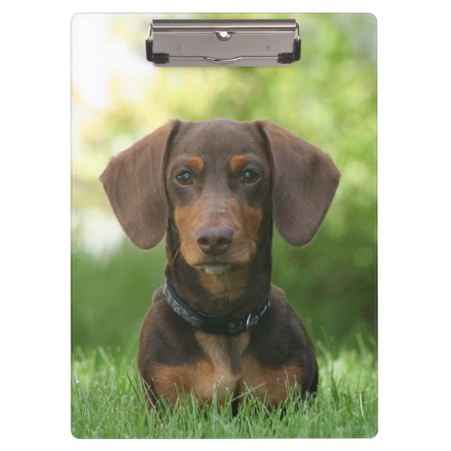 Porte-bloc Dachshund (Devant)