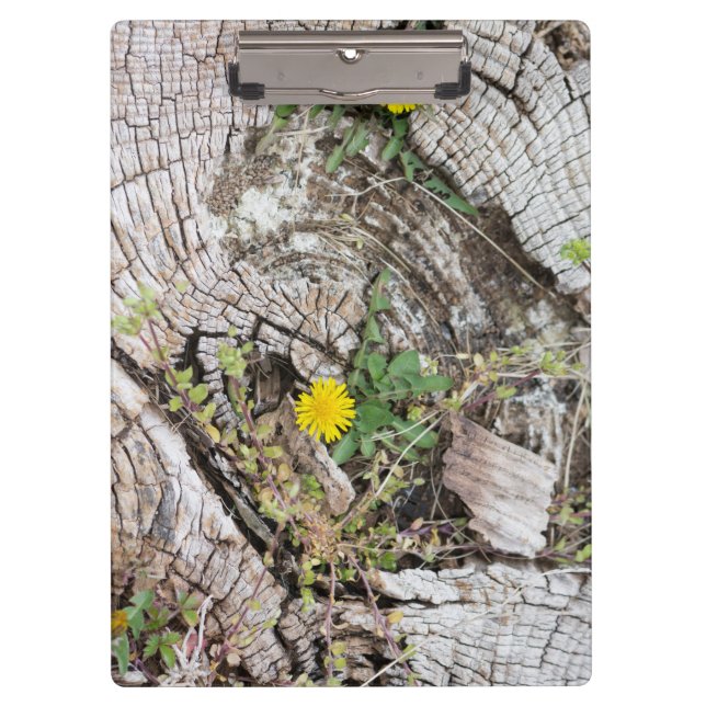 Porte-bloc Dandelions à vie morte (Devant)