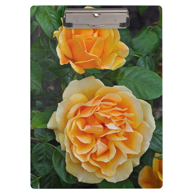 Porte-bloc De belles roses oranges (Devant)