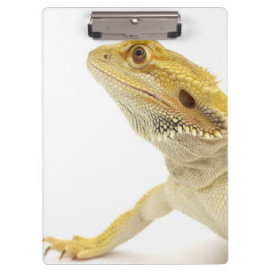 Porte-bloc Dragon barbu (Pogona Vitticeps)