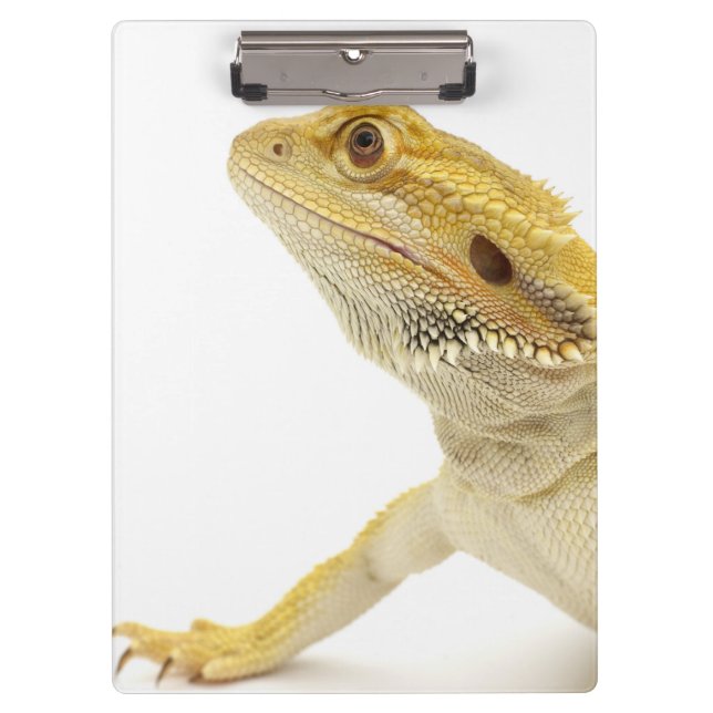 Porte-bloc Dragon barbu (Pogona Vitticeps) (Devant)