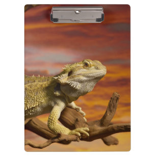 Porte-bloc Dragon barbu (Pogona Vitticeps) sur la branche,
