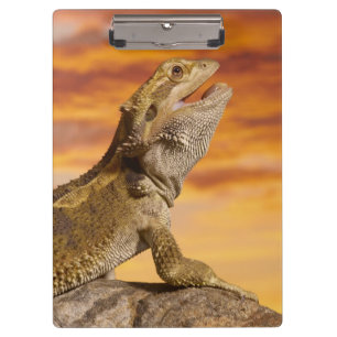 Porte-bloc Dragon barbu (Pogona Vitticeps) sur la roche,