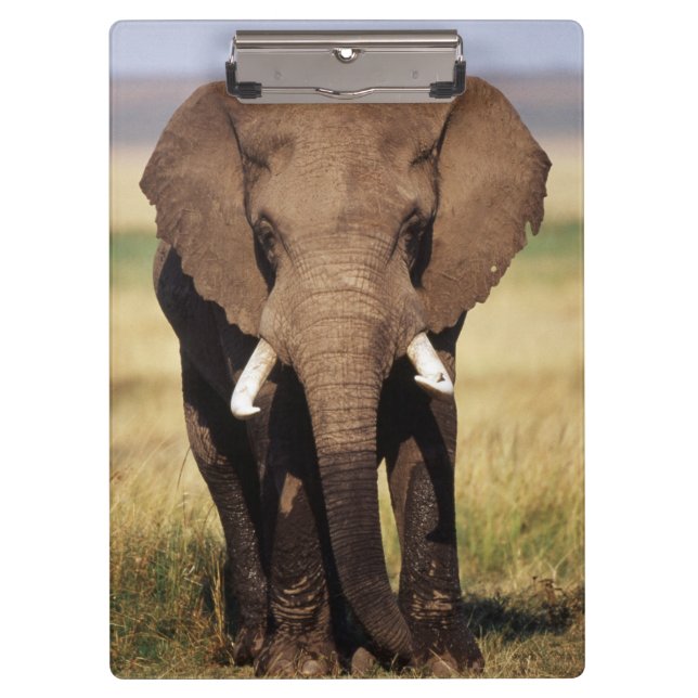 Porte-bloc Éléphant de savane d'Afrique (Devant)