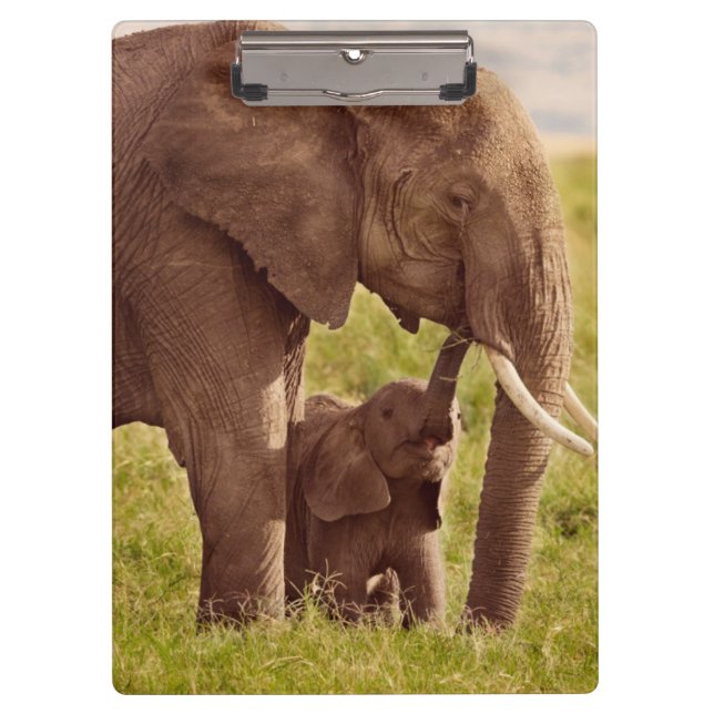 Porte-bloc Éléphant et bébé des images | de Getty (Devant)