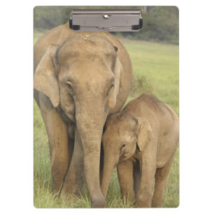 Porte-bloc Éléphant indien / asiatique et jeune, Corbett