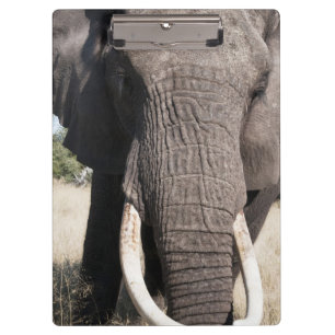 Porte-bloc Éléphant (Loxodonta africana), Abu Camp 3