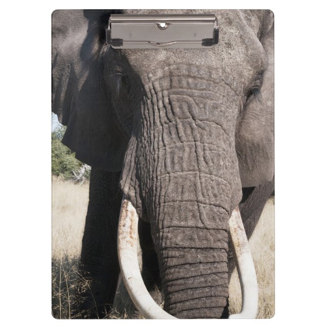 Porte-bloc Éléphant (Loxodonta africana), Abu Camp 3 (Devant)