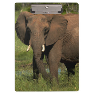 Porte-bloc Éléphant (Loxodonta Africana), Parc national Hwang